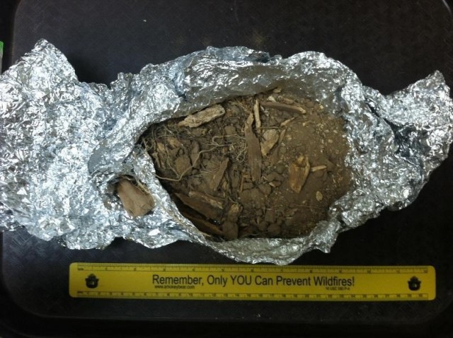 This specimen from the Comanche Springs collection was originally identified as a “skull” – even though all we found during reanalysis was bone fragments, roots, and dirt (photo by C. Gabe).